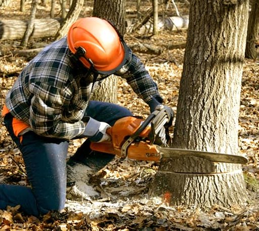 Tree Removal in Parnell, MO